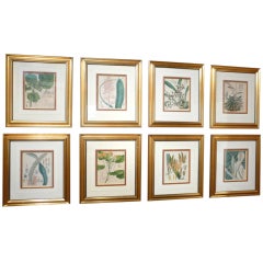 English Botanical Prints Set of 8