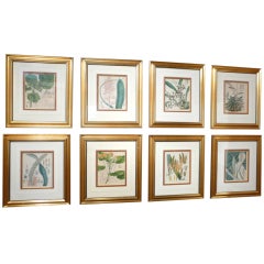 English Botanical Prints Set of 8