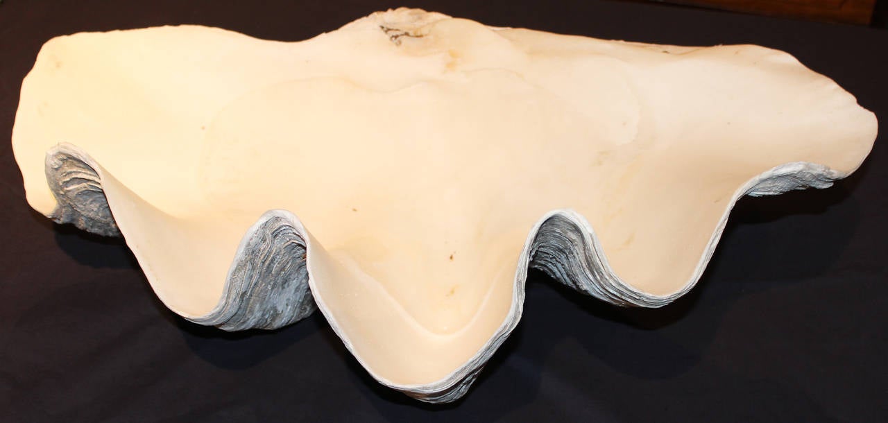 A fine example of a bivalve giant clam shell, probably from the South Pacific or Indian Ocean. Its latin name is Tridacna gigas, and it is the largest bivalve mollusk. A great decorator piece for your seaside cottage or garden. Please see our