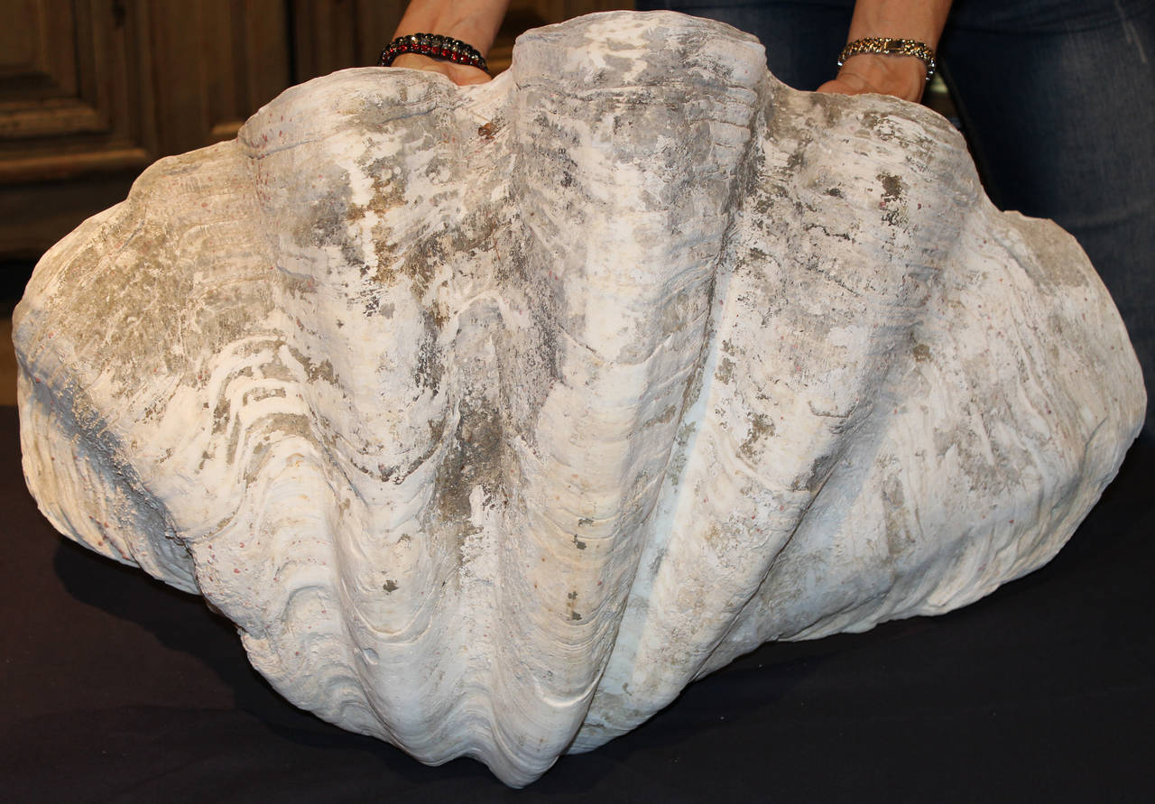 Giant Clam Shell from South Pacific or Indian Ocean In Good Condition In Milford, NH