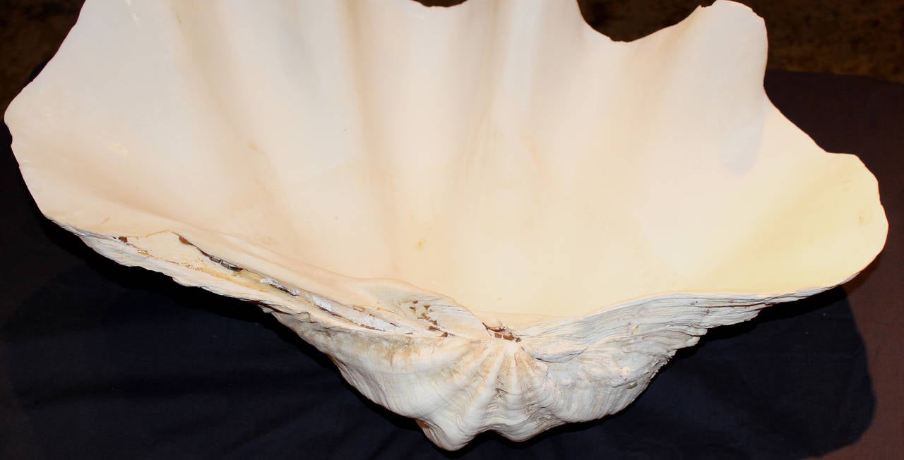 Giant Clam Shell from South Pacific or Indian Ocean 1