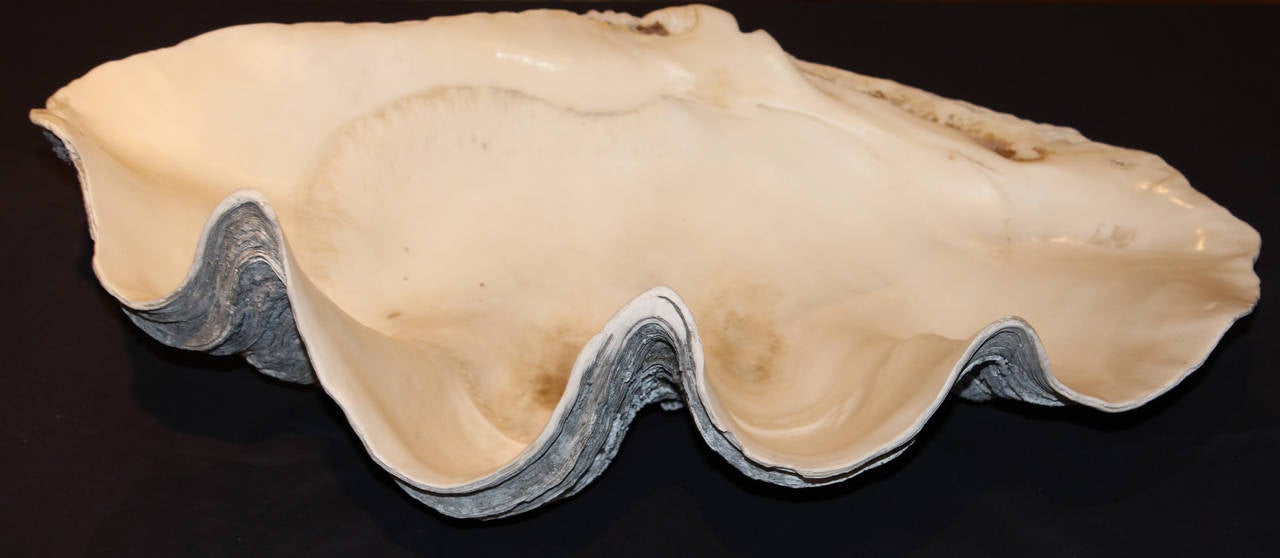 A fine example of a bivalve giant clam shell, probably from the South Pacific or Indian Ocean. Its latin name is Tridacna gigas, and it is the largest bivalve mollusk. A great decorator piece for your seaside cottage or garden. Please see our larger