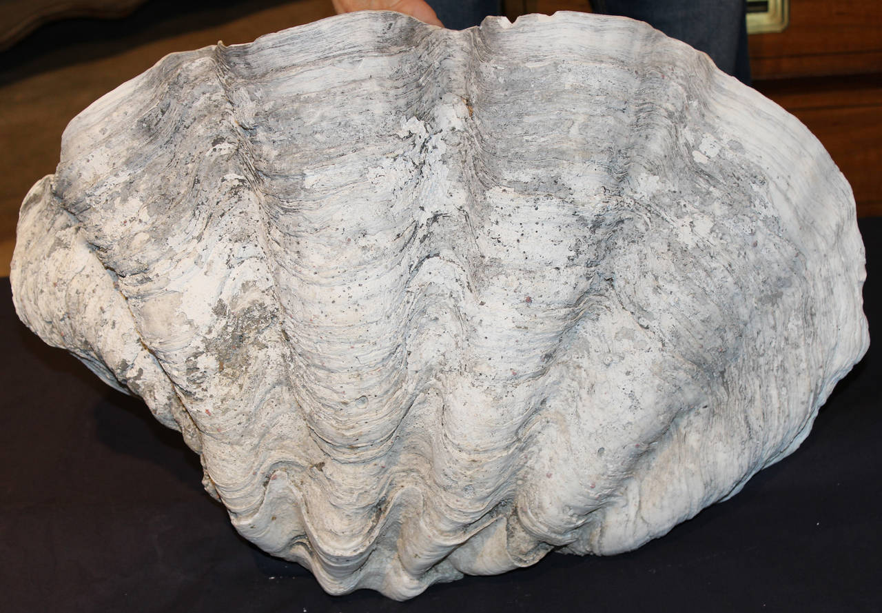 Oceanic Giant Clam Shell from South Pacific or Indian Ocean