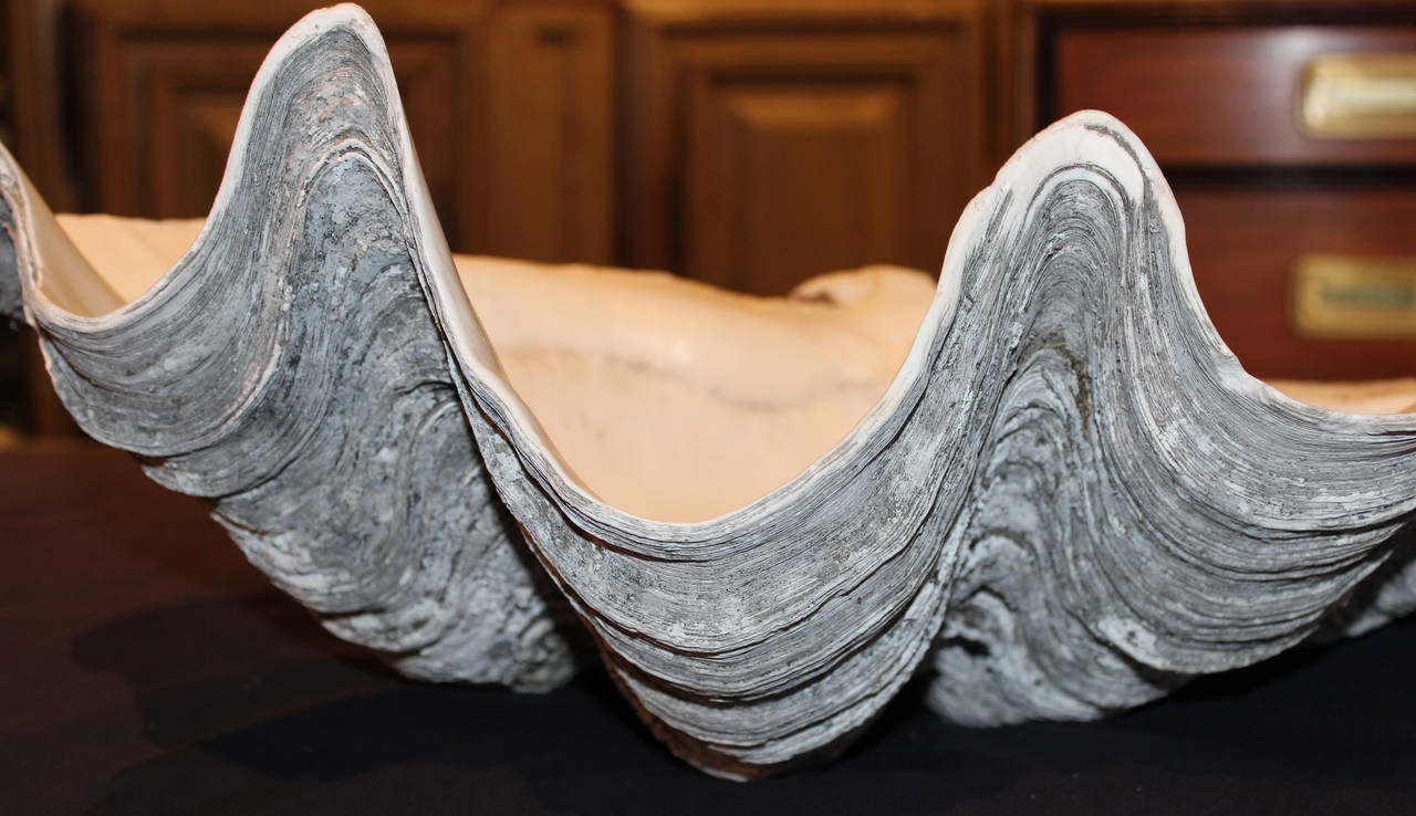 Giant Clam Shell from South Pacific or Indian Ocean In Good Condition In Milford, NH