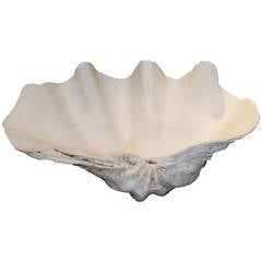 Giant Clam Shell from South Pacific or Indian Ocean