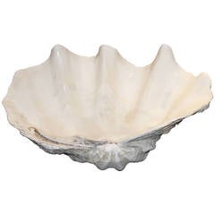 Giant Clam Shell from South Pacific or Indian Ocean