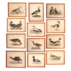 Used Set of Twelve Framed, Hand-Colored Prints of Birds by Selby & Mitford