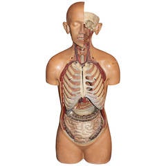 Anatomical Model of a Torso in Plaster