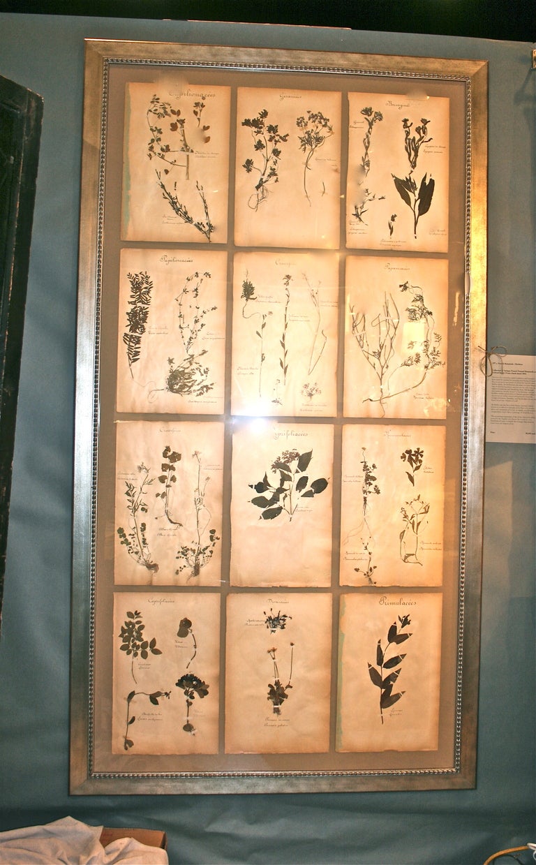 Collection of Antique French Pressed Botanicals set on archival board. From a book dated 1892.

For over five centuries, plant explorers and botanists have used the method or pressing and drying all types of flora to preserve specimens of plants