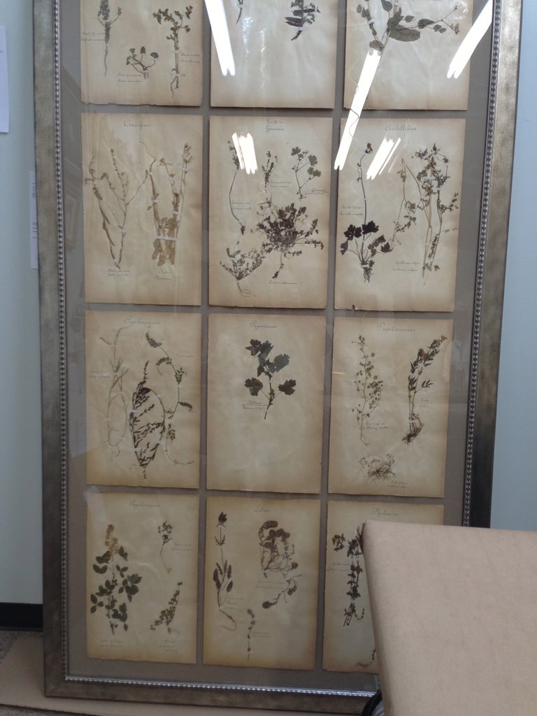 19th Century Framed French Botanicals or Herbieres from 1892