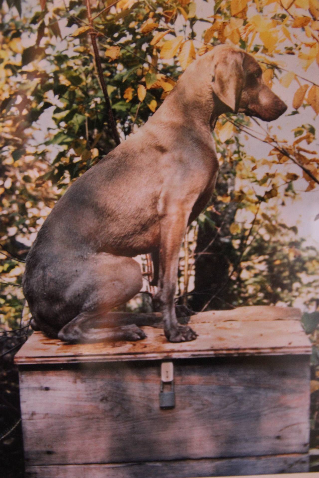 Wiliam Wegman (1943, USA), C-print, Locked Box, 1988, 14 x11 in.
Label on the back: HAMILTON, WILLIAM WEGMA,
Locked Box, 1988,
Cibachrome Print, from an edition of 20, signed and numbered verso,
WEG010-001.

Height: 35,6 cm, width: 28