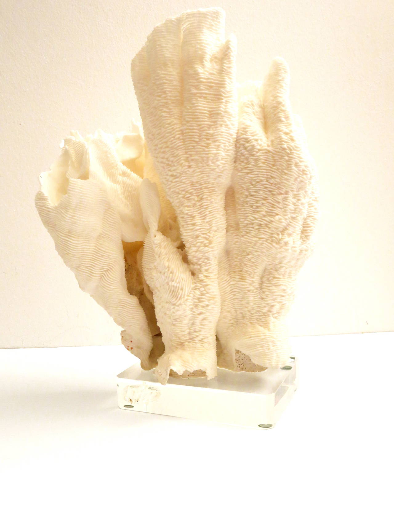A beautiful bleached coral specimen sitting on solid thick 1 1/2