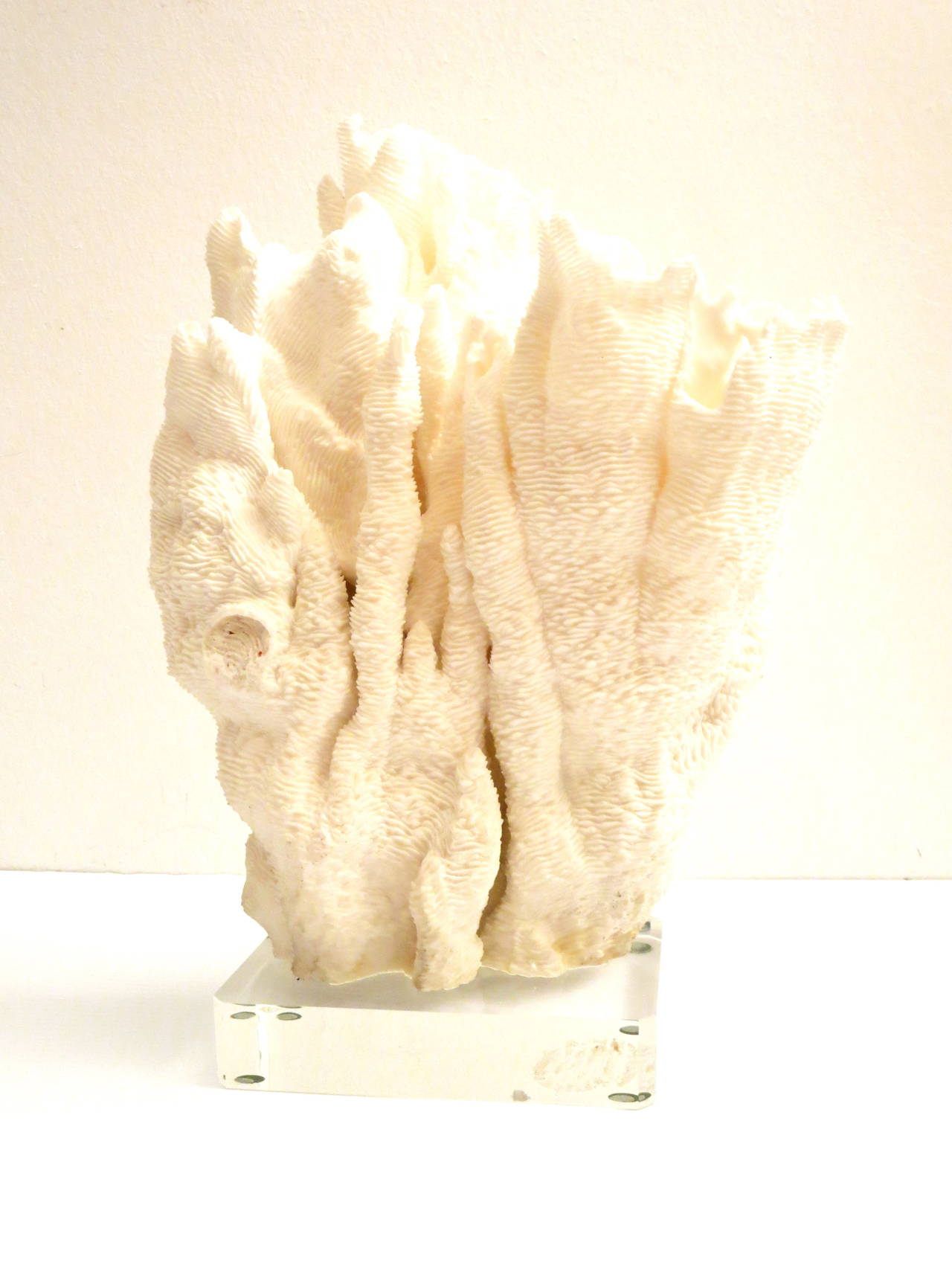 American Bleached Coral Sculptural Specimen Sitting on Thick Lucite Base