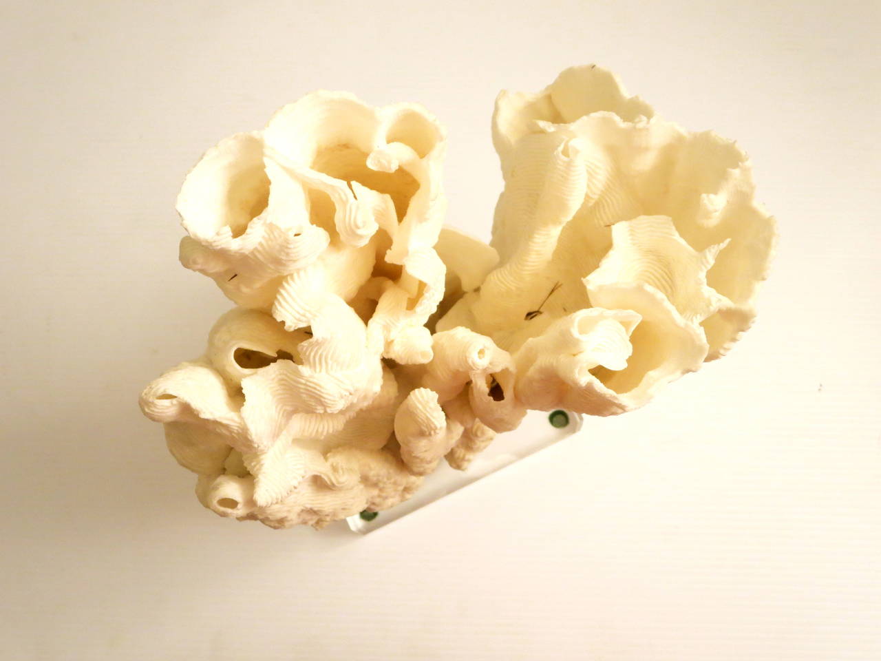 Bleached Coral Sculptural Specimen Sitting on Thick Lucite Base In Excellent Condition In San Diego, CA