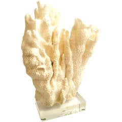 Bleached Coral Sculptural Specimen Sitting on Thick Lucite Base