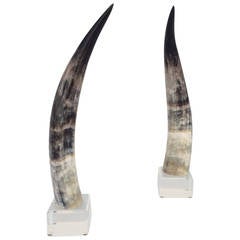 Pair of Mounted Steer Horns on Acrylic Bases 8