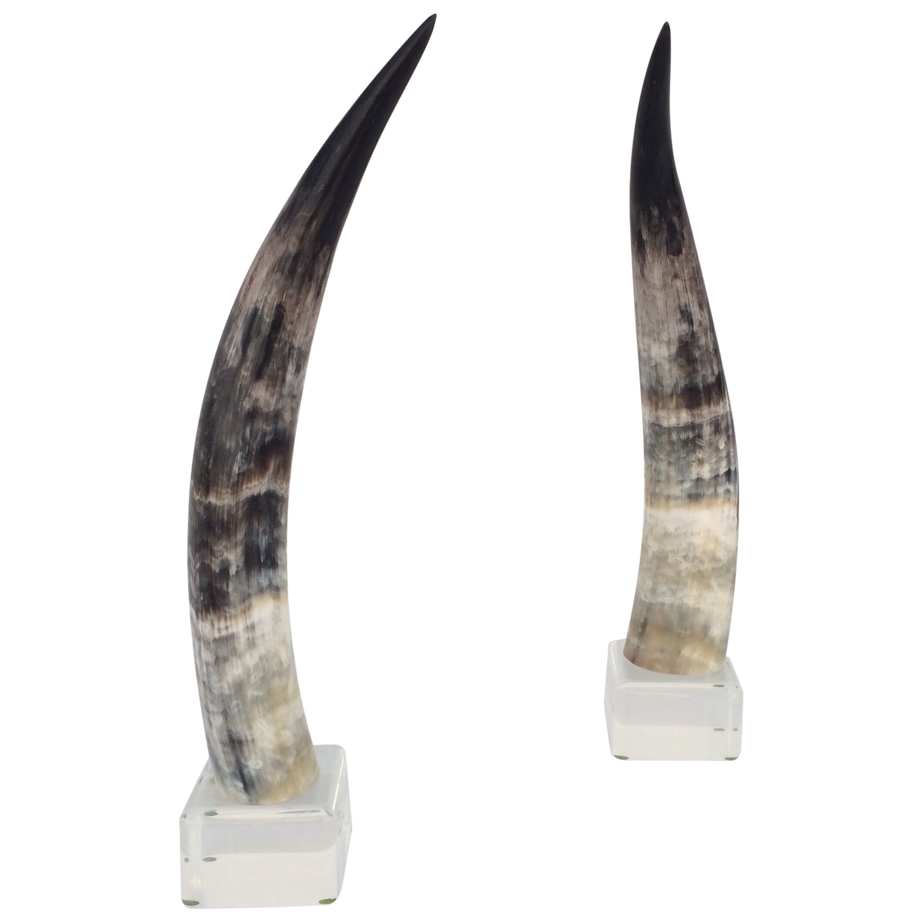 Pair of Mounted Steer Horns on Acrylic Bases