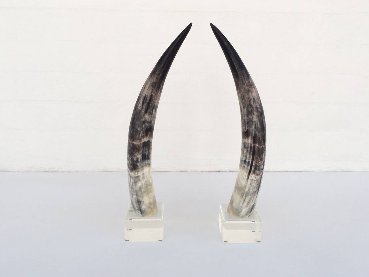 Pair of cut steer horns mounted on acrylic bases.