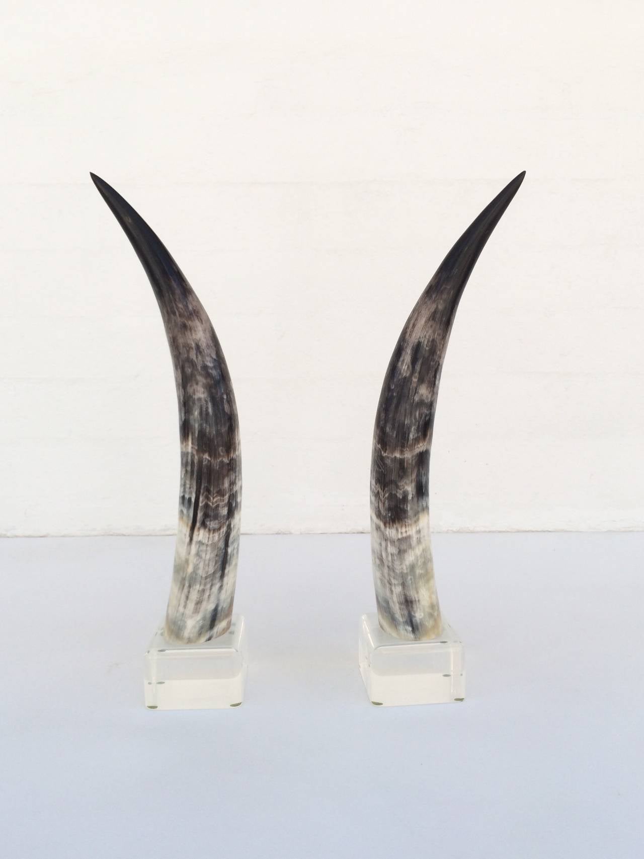 Modern Pair of Mounted Steer Horns on Acrylic Bases