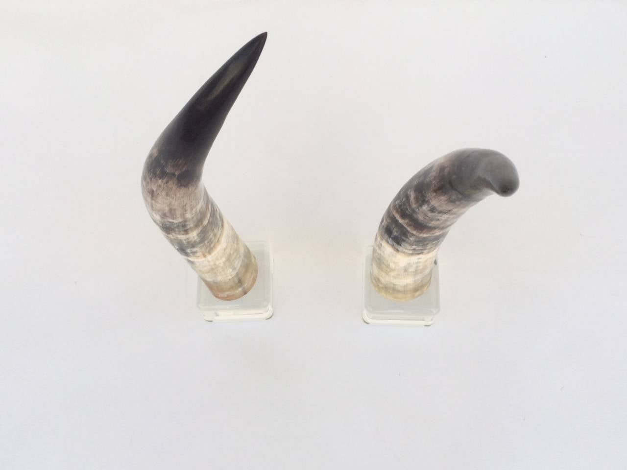 Pair of Mounted Steer Horns on Acrylic Bases In Excellent Condition In Palm Springs, CA