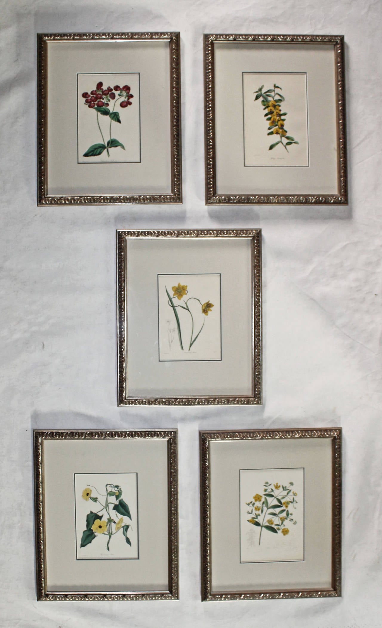 Set of 5 Paxton's magazine of botany volume 13 hand colored botanical engravings. Professionally matted in custom antiqued silver frames.

This item is located at our Dallas showroom.