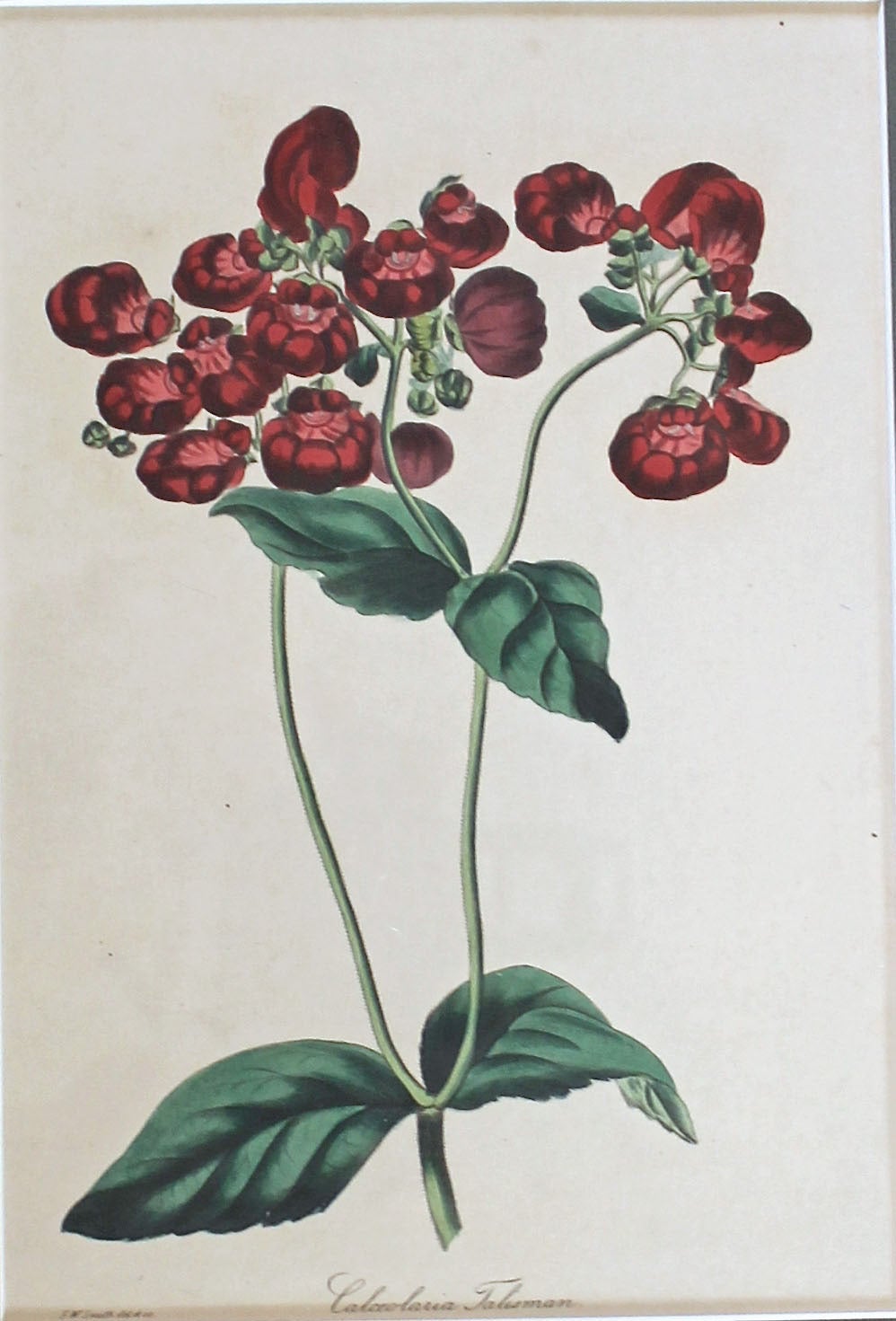 Set of Five 19th Century Colored Flower Engravings In Excellent Condition In Dallas, TX