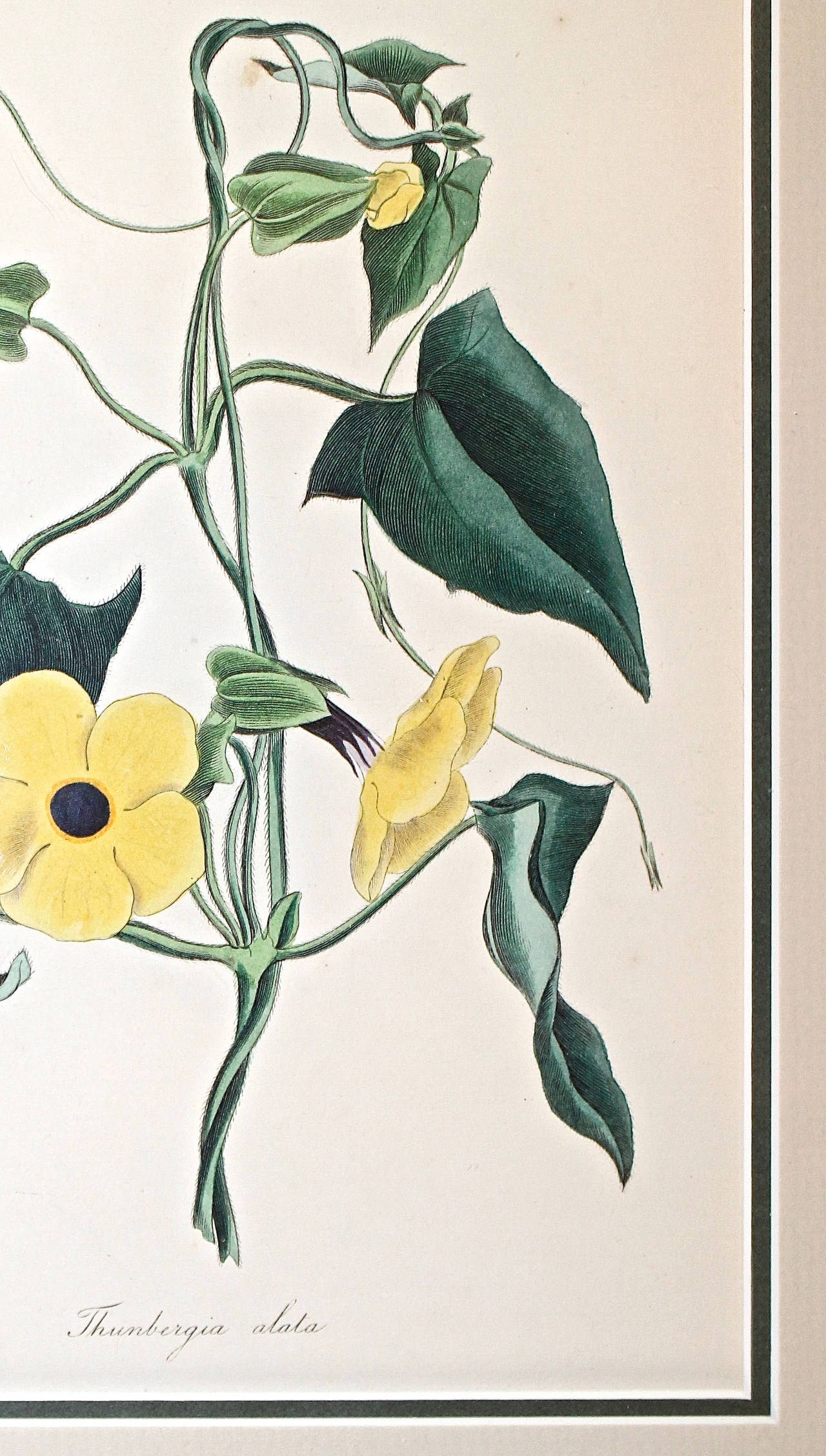Set of Five 19th Century Colored Flower Engravings 2