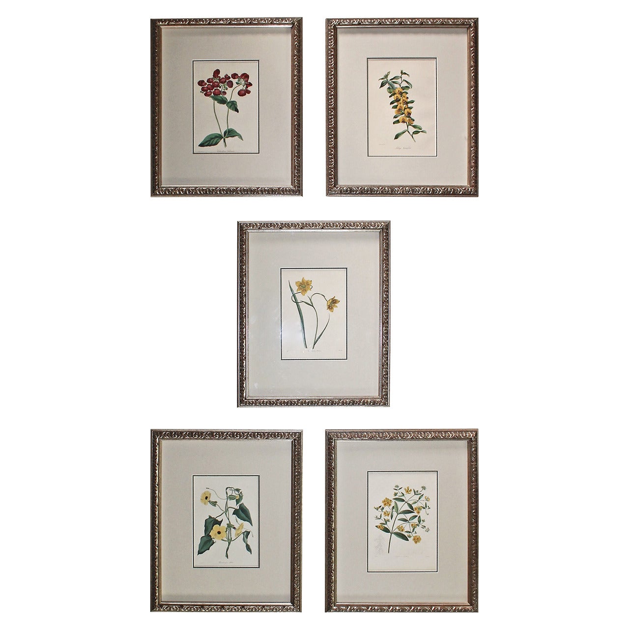 Set of Five 19th Century Colored Flower Engravings
