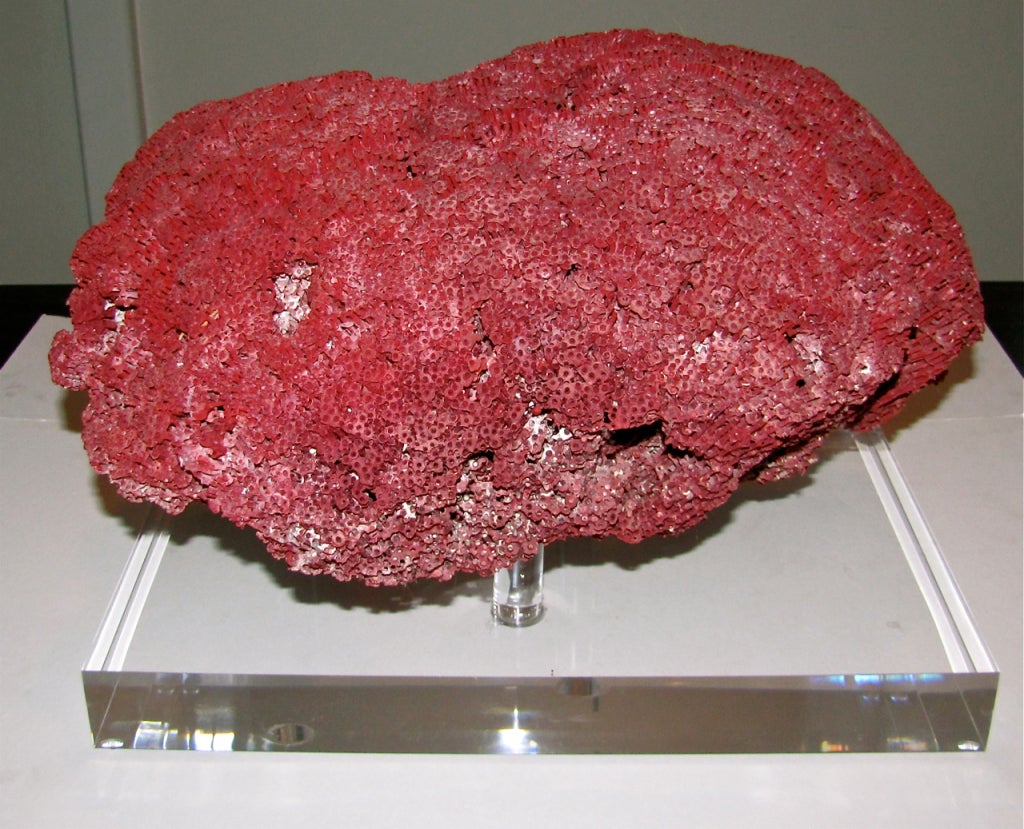 Massive Red Pipe Organ Coral on Custom Acrylic Base 6