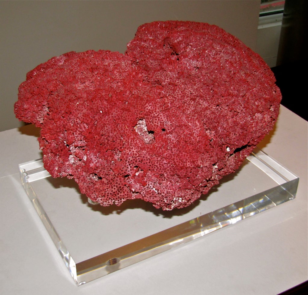 Extremely large and hard to find Red Pipe Organ coral resting on custom acrylic base. Specimen was collected over 50 years ago. Its natural red color makes this a rare and unusual coral.