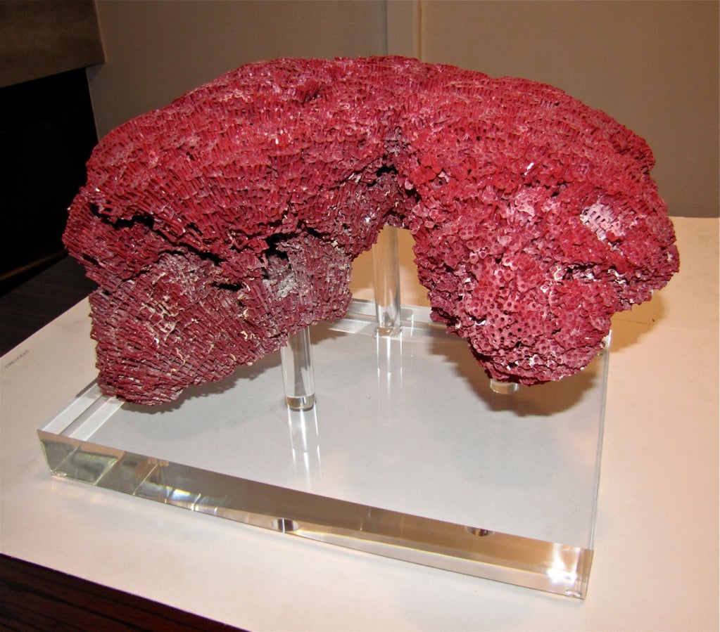 Massive Red Pipe Organ Coral on Custom Acrylic Base In Excellent Condition In Palm Springs, CA