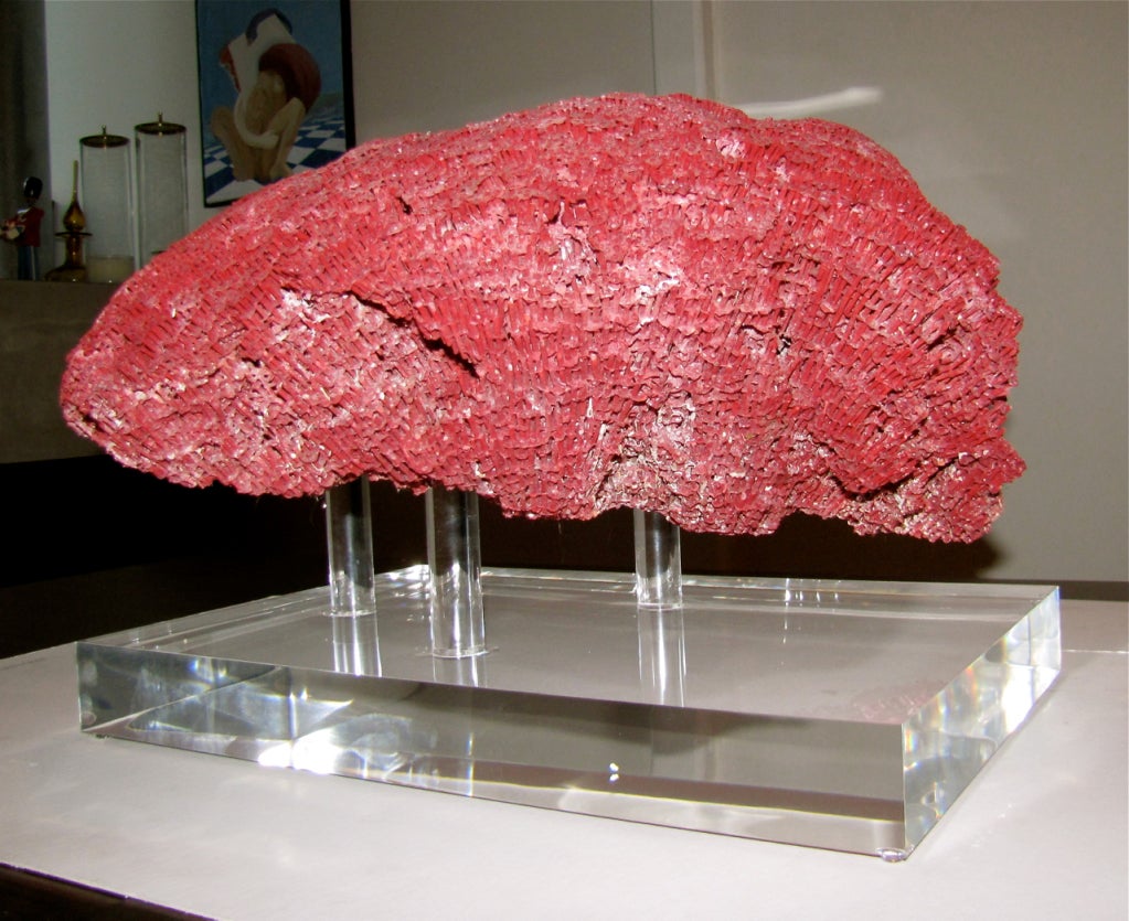 Massive Red Pipe Organ Coral on Custom Acrylic Base 2