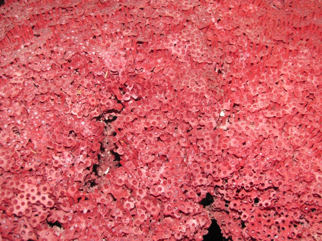 Massive Red Pipe Organ Coral on Custom Acrylic Base 3