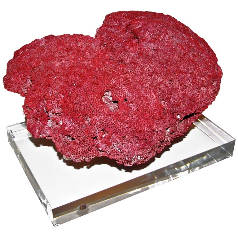 Massive Red Pipe Organ Coral on Custom Acrylic Base