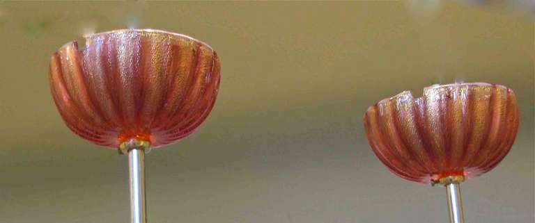Pair Murano Seguso Cranberry Red and Gold Ceiling Light Pendants 2
