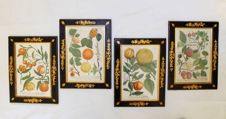 Set of Four Johann Wilhelm Weinmann 18th Century Colored Fruit Engravings 5