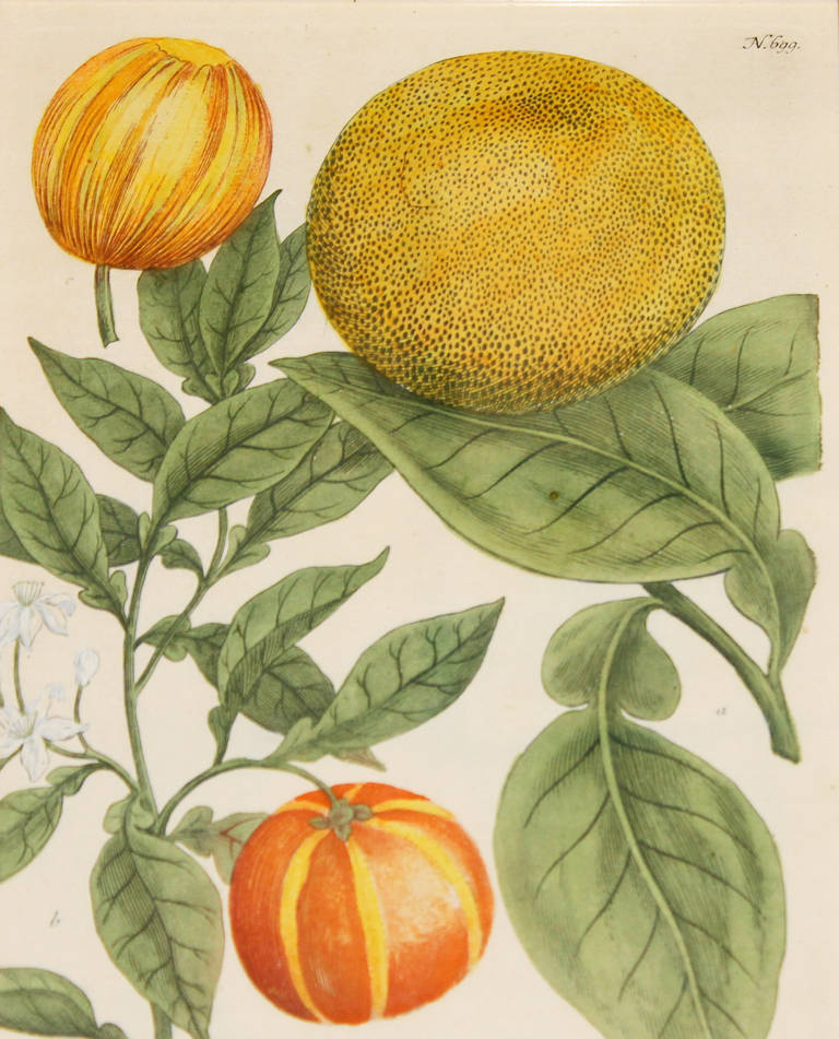 Set of Four Johann Wilhelm Weinmann 18th Century Colored Fruit Engravings 2