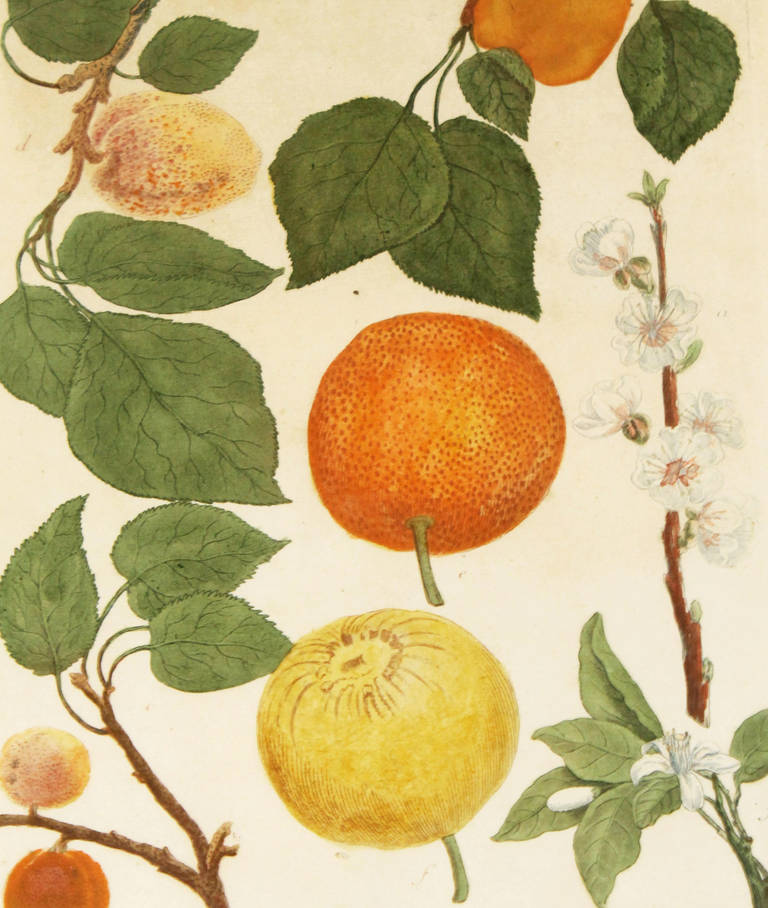 Set of Four Johann Wilhelm Weinmann 18th Century Colored Fruit Engravings 3