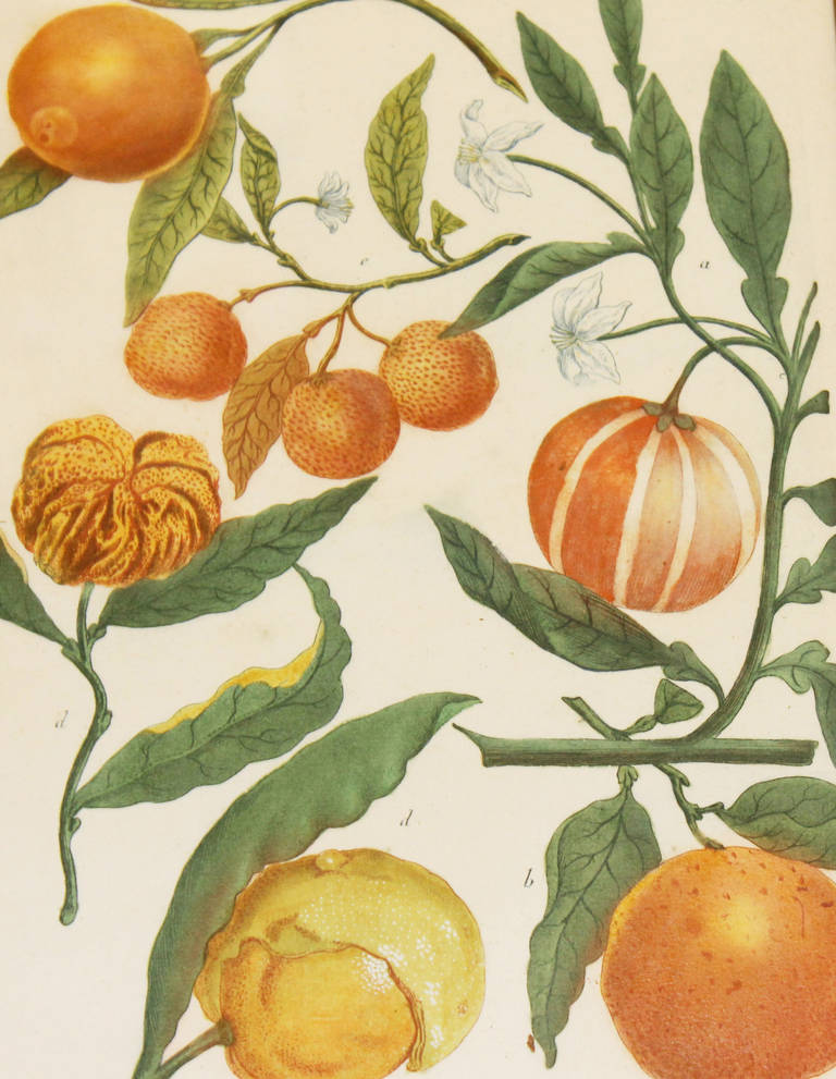 Set of Four Johann Wilhelm Weinmann 18th Century Colored Fruit Engravings 4