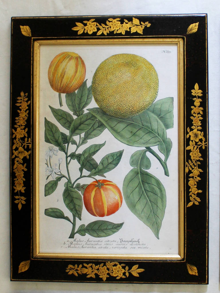 German Set of Four Johann Wilhelm Weinmann 18th Century Colored Fruit Engravings
