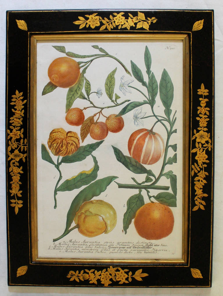 Set of Four Johann Wilhelm Weinmann 18th Century Colored Fruit Engravings In Excellent Condition In Palm Springs, CA