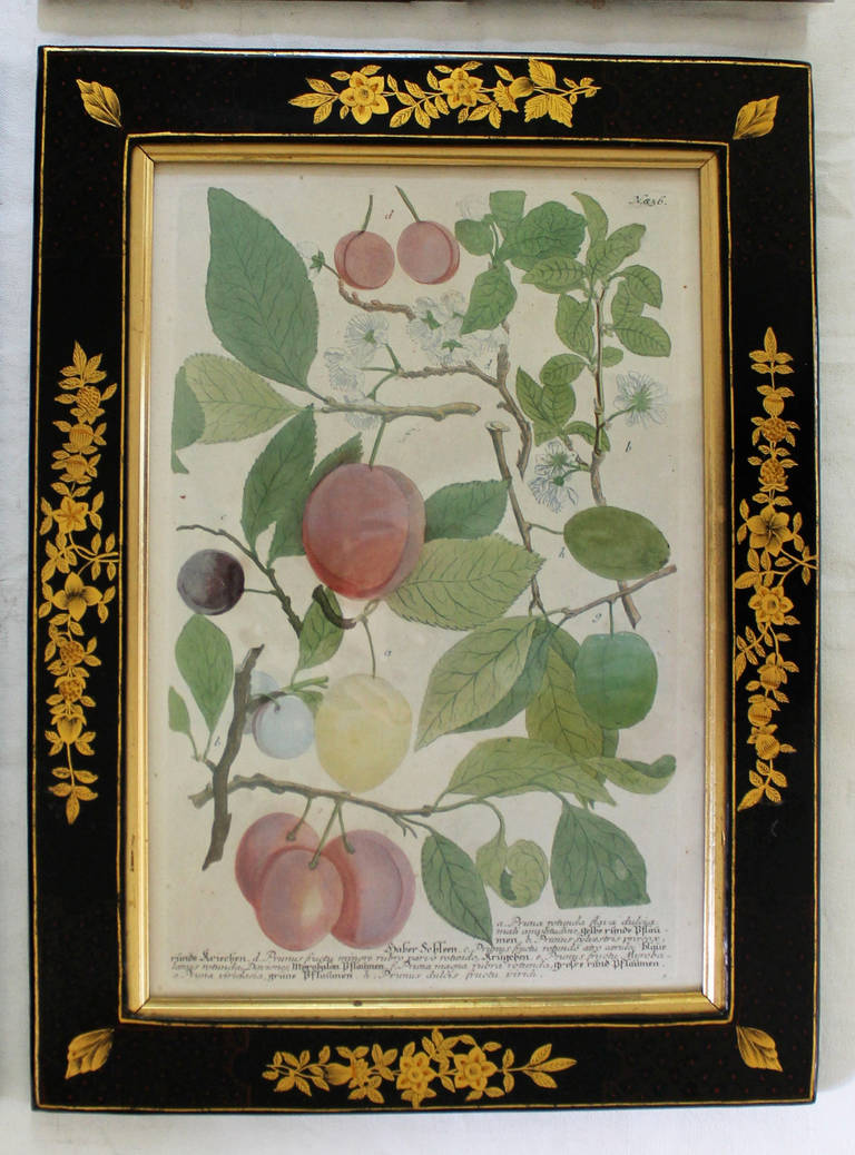 Set of Four Johann Wilhelm Weinmann 18th Century Colored Fruit Engravings 1