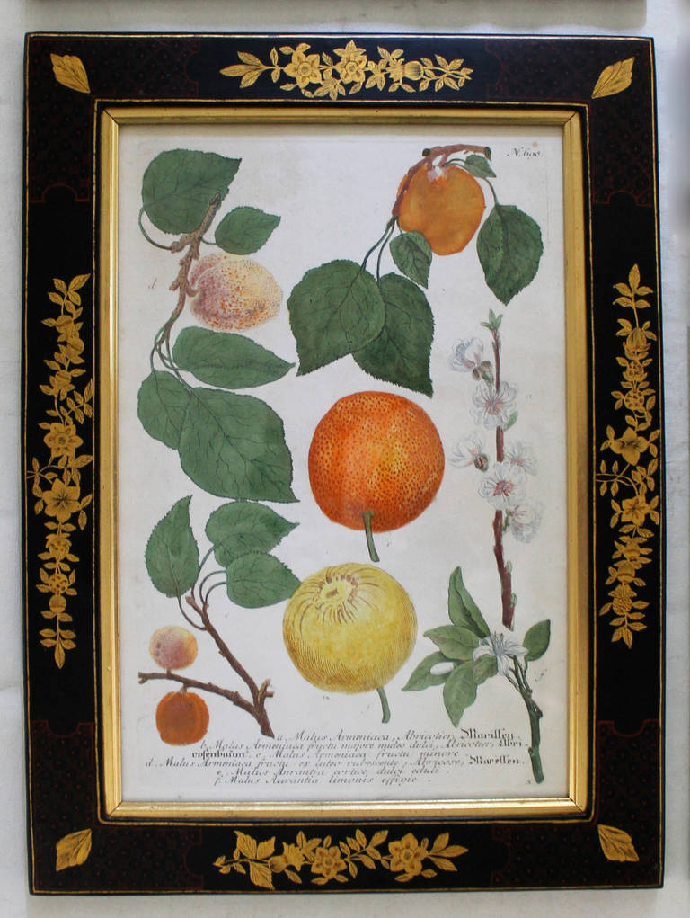 Paper Set of Four Johann Wilhelm Weinmann 18th Century Colored Fruit Engravings