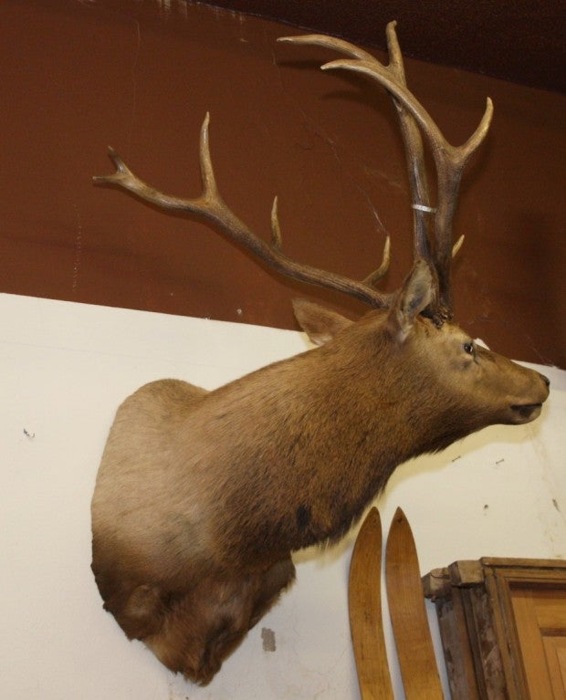 This mount is of an American Three Horned Elk. The elk may have grown a third horn due to fighting or through other unknown means. Having a third horn is certainly rare. The mount is in excellent condition.