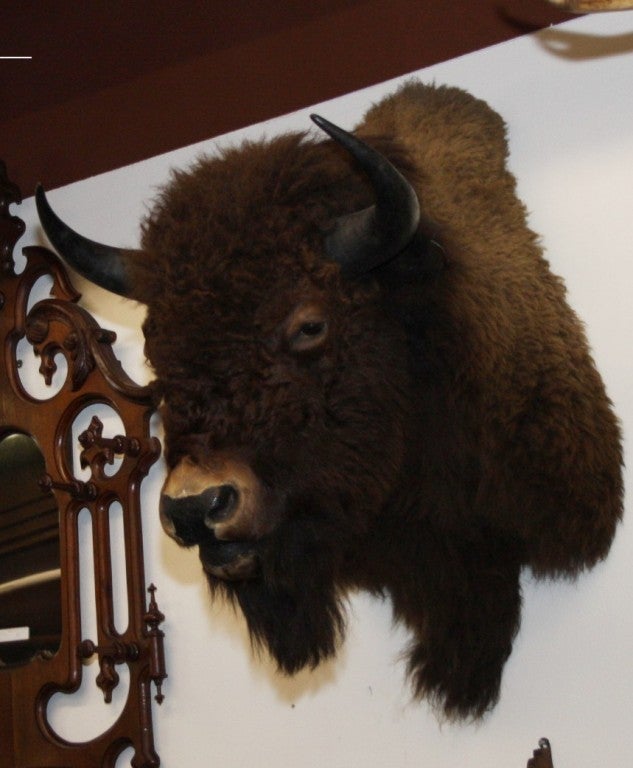 This is a very well mounted American Bison. The size is large and imposing. It could make a great wall mount in a cabin or mountain lodge.