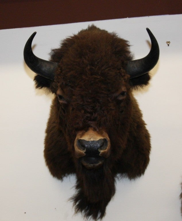 20th Century American Bison