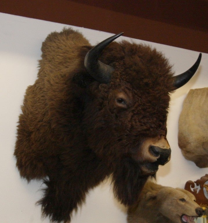 Horn American Bison