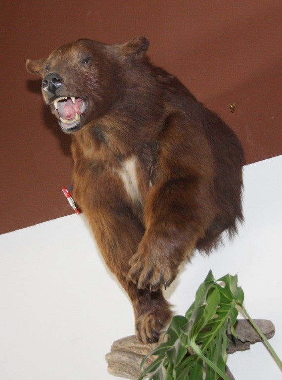 This is a mounted Black Bear in motion. The bear is stepping on a log as he moves quickly. His mouth is wide open as he races towards his goal. The mount is very well done giving the feeling of spped and motion.