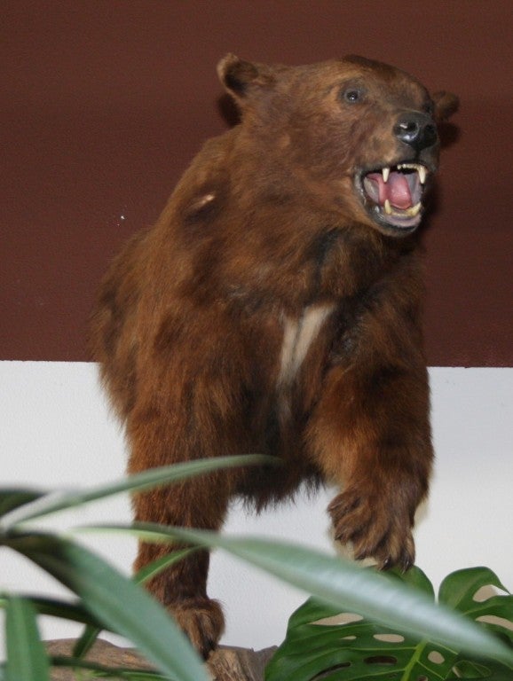 melanistic brown bear