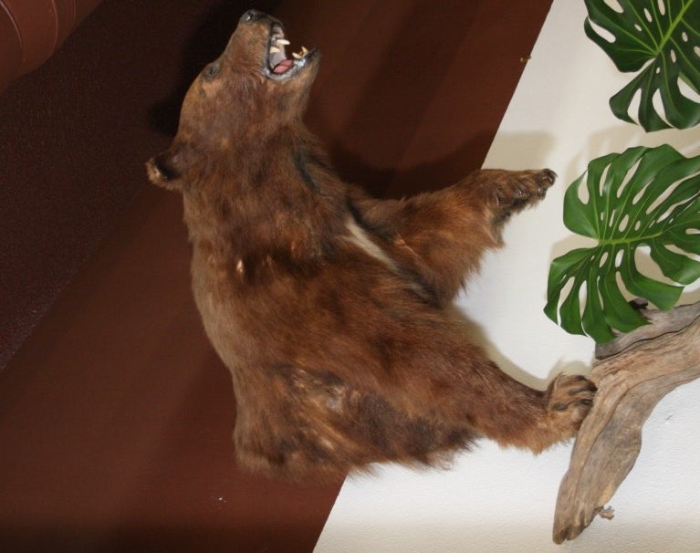melanistic bear